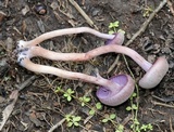 Laccaria amethystina image