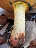 Alessioporus rubriflavus image