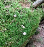Mycena subcaerulea image
