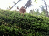 Mycena subcaerulea image