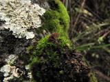 Arrhenia epichysium image