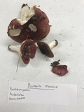 Russula mariae image