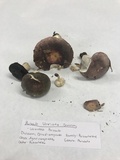 Russula variata image