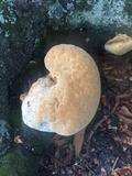 Inonotus dryadeus image