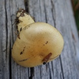 Hygrophorus gliocyclus image