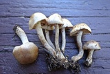 Hebeloma sacchariolens image