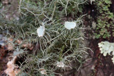 Usnea endochrysea image