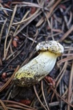 Cantharellus roseocanus image