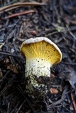 Cantharellus roseocanus image