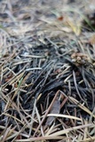 Cantharellus roseocanus image