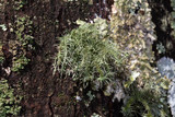 Usnea endochrysea image