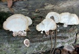 Poronidulus conchifer image