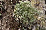 Usnea endochrysea image