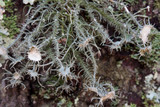 Usnea endochrysea image
