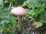 Chroogomphus vinicolor image