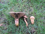 Chroogomphus vinicolor image