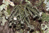 Usnea endochrysea image