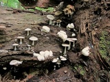 Entoloma abortivum image