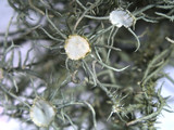 Usnea endochrysea image