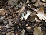 Craterellus foetidus image