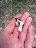 Craterellus foetidus image