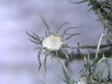 Usnea endochrysea image