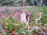 Clavulina rugosa image
