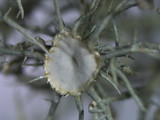 Usnea endochrysea image