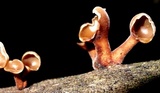 Dacryopinax elegans image