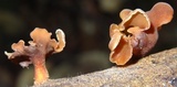 Dacryopinax elegans image