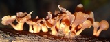 Dacryopinax elegans image