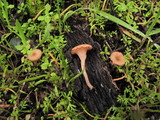 Contumyces rosellus image