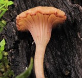 Contumyces rosellus image