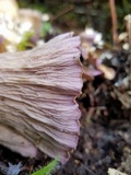 Gomphus clavatus image