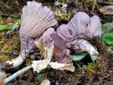 Gomphus clavatus image