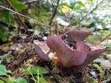 Gomphus clavatus image