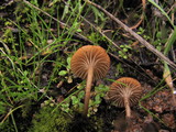 Contumyces rosellus image