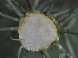 Usnea endochrysea image