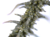 Usnea endochrysea image