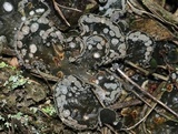 Peltigera extenuata image