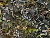Peltigera extenuata image