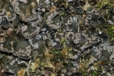 Peltigera extenuata image