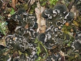 Peltigera extenuata image