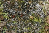Peltigera extenuata image