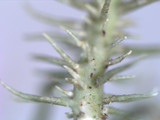 Usnea endochrysea image