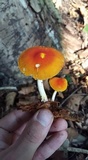 Pluteus aurantiorugosus image