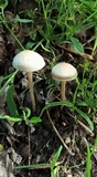 Panaeolus bisporus image