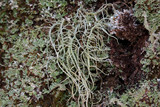 Usnea subscabrosa image