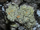 Gyalolechia flavorubescens image