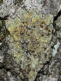 Gyalolechia flavorubescens image